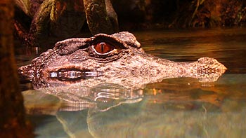 Alligator. (novala) Alligator. (novala)
