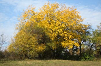 Tree. (novala) Tree. (novala)