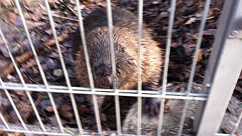 Beaver. (rlb) Beaver. (rlb)