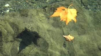 Leaf in the water. (novala) Leaf in the water. (novala)
