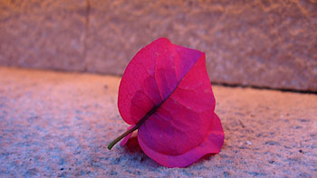 Bugainvilla leaf. (novala) Bugainvilla leaf. (novala)