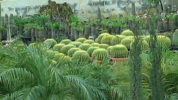 Cactus Cyprus