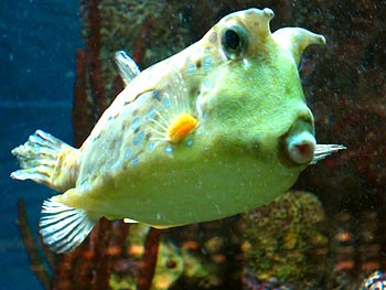 Cowfish. (novala) Cowfish. (novala)