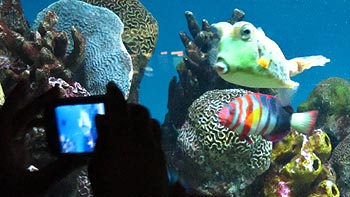Cowfish following camera. (novala) Cowfish following camera. (novala)