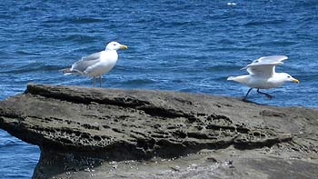 Seagulls. (novala) Seagulls. (novala)