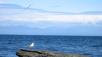 Seagulls. (novala) Seagulls. (novala)