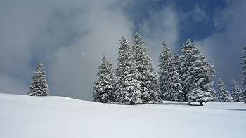 Snow on Niederalpl. (novala)