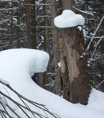 Snow on Niederalpl. (novala)