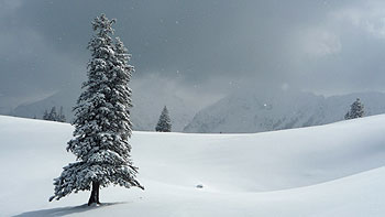 Snow on Niederalpl. (novala)