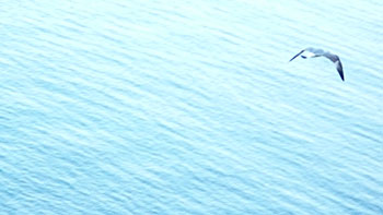 Piran. (novala) Piran. (novala)
