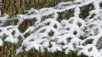 Snowy forest. (novala)