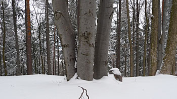 Snowy forest. (novala)