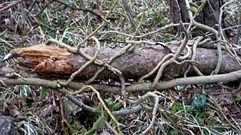 Skocjan. (novala) Skocjan. (novala)