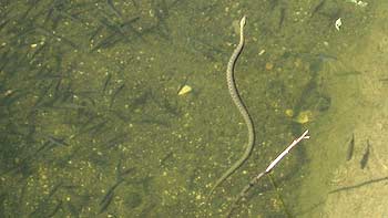 Snake. (novala) Snake. (novala)